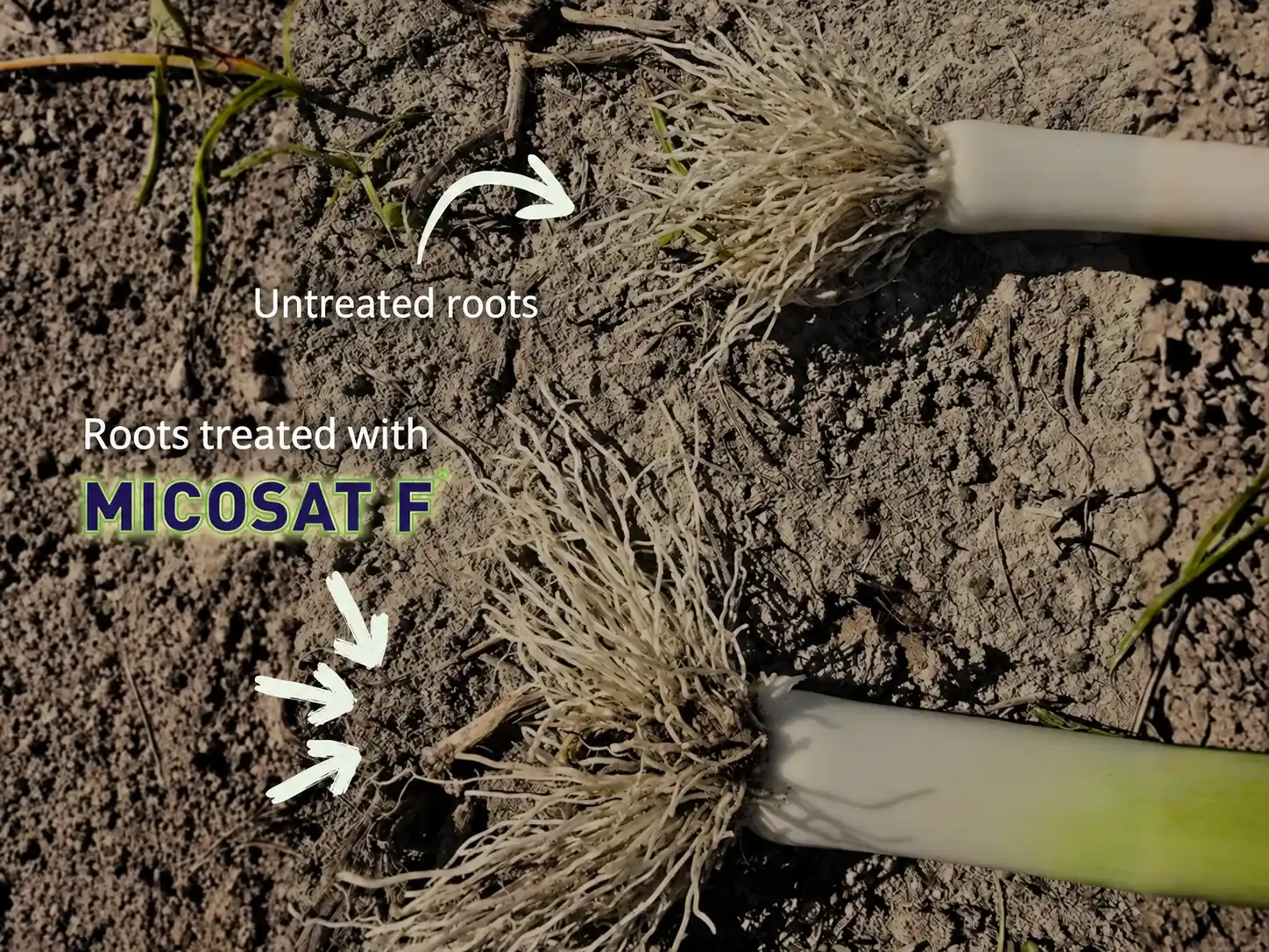 Micosat F roots comparison